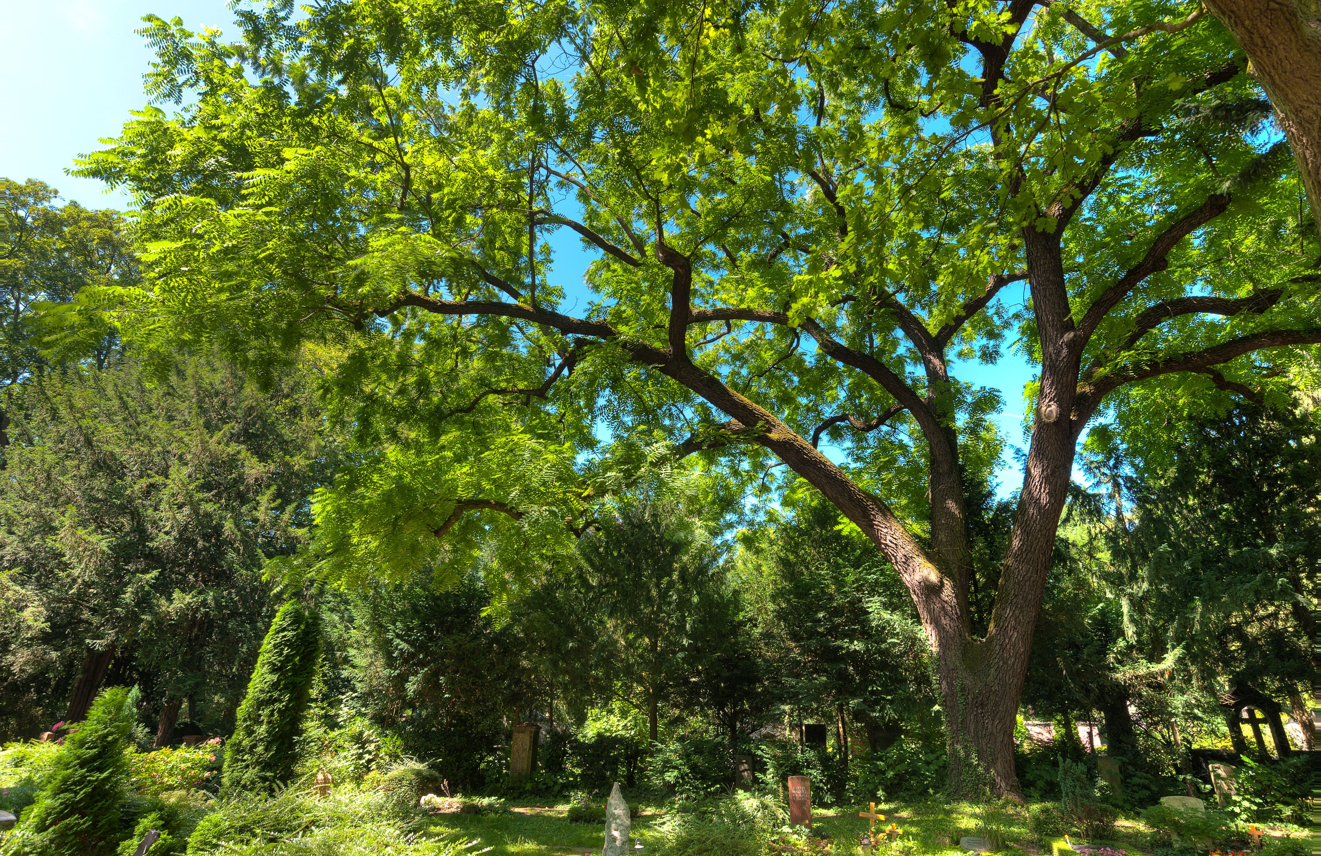 Große Esche zwischen Grabfeldern auf dem Hauptfriedhof Frankfurt